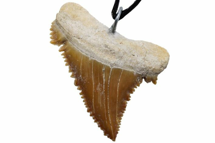 Serrated, Fossil Paleocarcharodon Shark Tooth Necklace #216877
